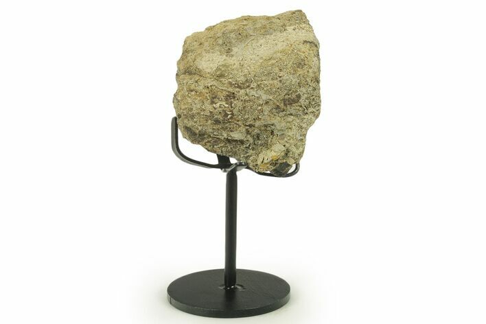 Dinosaur (Triceratops) Frill Shield Section w/ Stand - South Dakota #383144